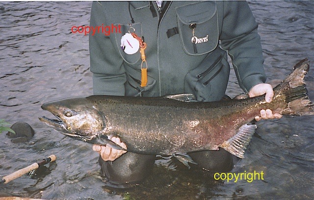 A huge Chinook, Trask River